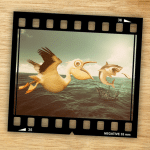 Illustrator Gallery