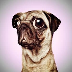 Image of a pug dog character, digital